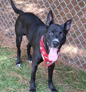 black dog wearing a red bandana
