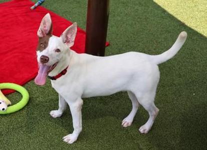 Eragon, Mixed Breed, young, available for adoption