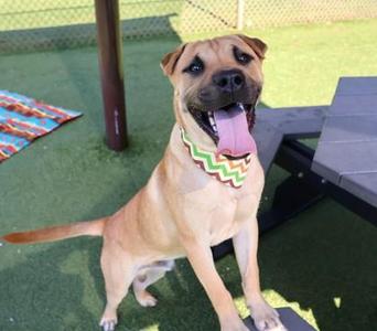 McGoo- Project Homebound, Mixed Breed, young, available for adoption