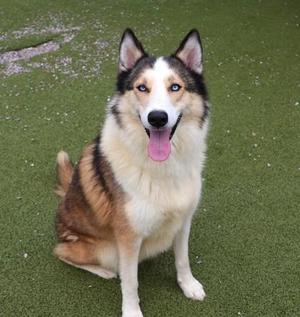A fluffy dog with a black, white, and brown coat sitting on a green artificial turf surface. The dog has a pink tongue sticking out and is looking directly at the camera.