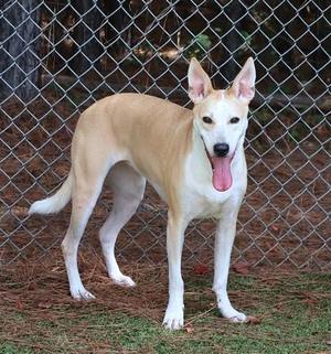 Mona (Ruby), Mixed Breed, young, available for adoption