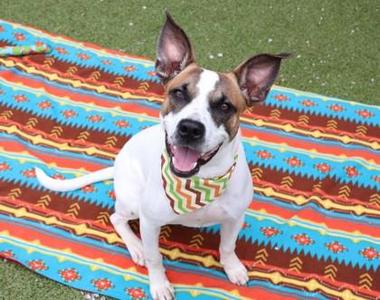 Dax- Project Homebound, Mixed Breed, young, available for adoption