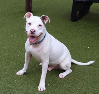 Miles, Mixed Breed, adult, available for adoption