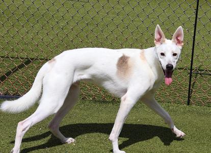 Maury (Rocket), Mixed Breed, young, available for adoption