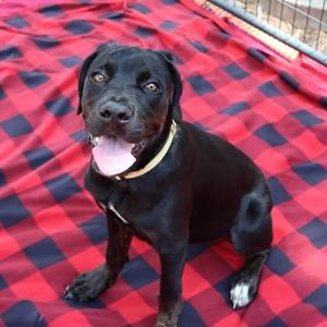 Petunia- Project Homebound, Mixed Breed, puppy, available for adoption