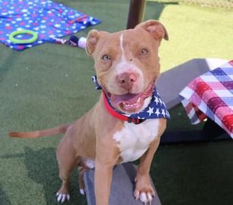 Nawoofa- Project Homebound, Mixed Breed, adult, available for adoption