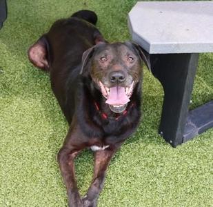 Jace (Ace), Mixed Breed, senior, available for adoption