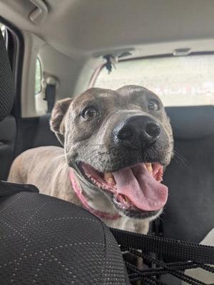 A happy dog sitting in the back seat of a car, looking out the window with its tongue out.