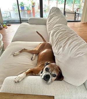 A brown and white dog lying on a beige couch, with its head resting on the armrest and its legs stretched out.