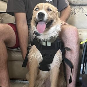 Rocky (COURTESY POST), American Staffordshire Terrier / Husky, adult, available for adoption