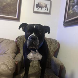 Maggie (COURTESY POST), American Staffordshire Terrier, adult, available for adoption