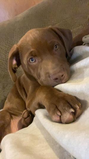 Tootsie (COURTESY POST), American Staffordshire Terrier, young, available for adoption