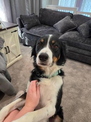 Blaze (COURTESY POST), Border Collie, adult, available for adoption