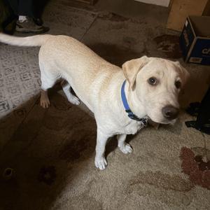 Moose (COURTESY POSTING), Labrador Retriever, young, available for adoption