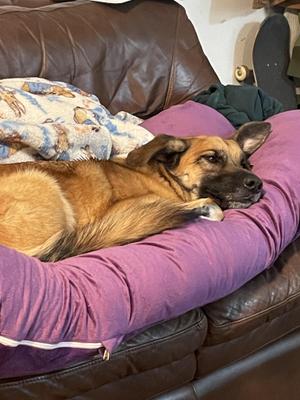 Richard ((COURTESY POST)), Great Pyrenees / Belgian Shepherd / Malinois, adult, available for adoption