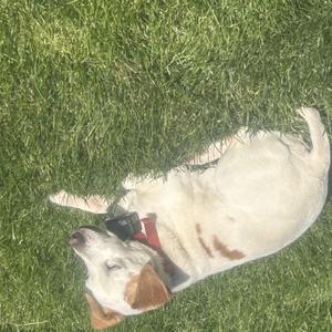 A white and brown dog lying on its back on a grassy lawn.