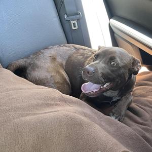 a brown dog lying on a brown blanket in a car
