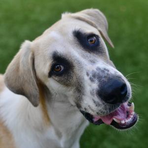 Goose, Shepherd, Anatolian, adult, available for adoption