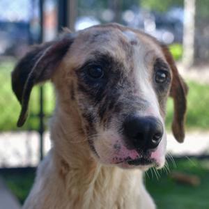 Ruckus, Mixed Breed (Large), adult, available for adoption