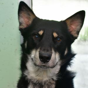 Wybie, Husky, adult, available for adoption