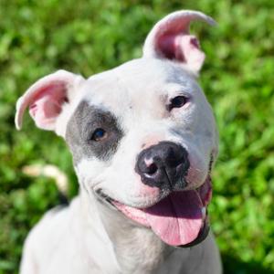 Daphne, Terrier, Pit Bull, adult, available for adoption