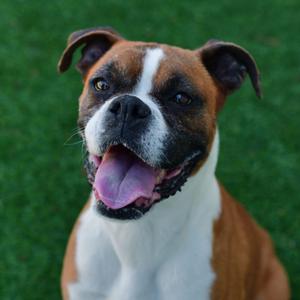 Wilma, Boxer, senior, available for adoption