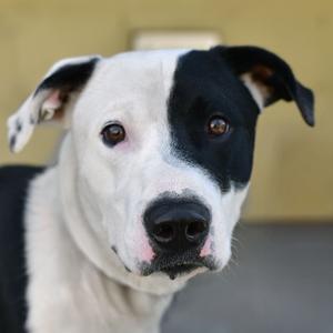Petey, Terrier, Pit Bull, adult, available for adoption