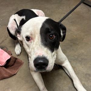 Petey, Terrier, Pit Bull, adult, available for adoption