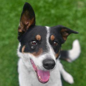 Shawn, Cattle Dog, adult, available for adoption