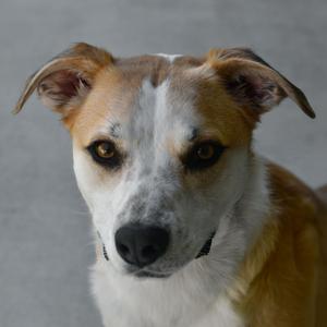 Ranger, Cattle Dog, adult, available for adoption