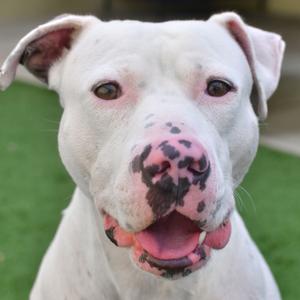George/Gino, Terrier, American Pit Bull, adult, available for adoption