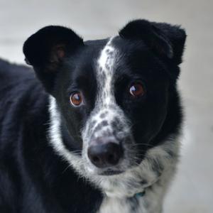 Mac, Collie, Border, adult, available for adoption