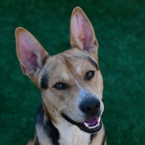 Sampson, Shepherd, adult, available for adoption