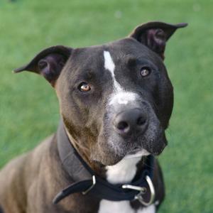 A close-up portrait of a black and white pitbull dog wearing a black collar.