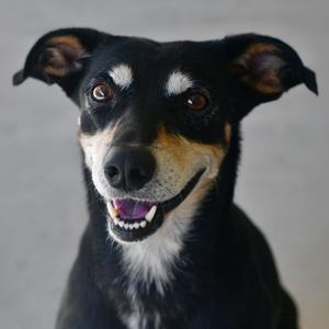 Koda, Mixed Breed (Medium), senior, available for adoption