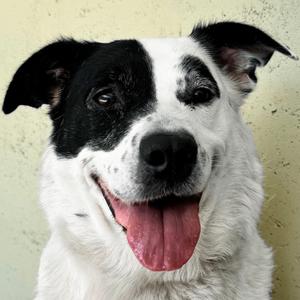 Luna, American Blue Heeler, senior, available for adoption