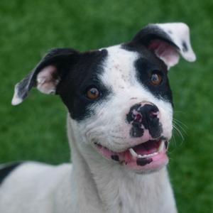 Tiny Tina, Mixed Breed (Medium), adult, available for adoption