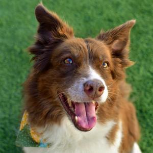 Ginger, Collie, Border, senior, available for adoption