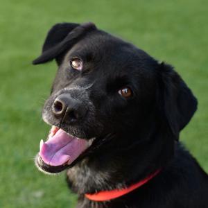 Tipper, Retriever, Black Labrador, adult, available for adoption