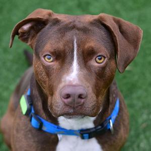 A brown dog with a white patch on its chest and a blue collar, looking directly at the camera.