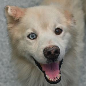 A close-up of a fluffy white dog with blue eyes and a black nose, its mouth open in a happy expression.