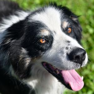 Picasso, Collie, Border, senior, available for adoption
