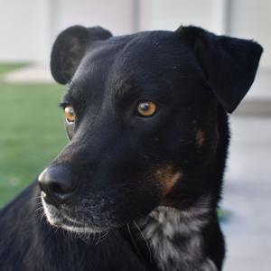 Betsy Lou, Mixed Breed (Medium), senior, available for adoption