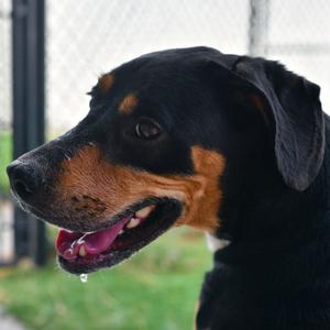 Teeter, Hound, adult, available for adoption