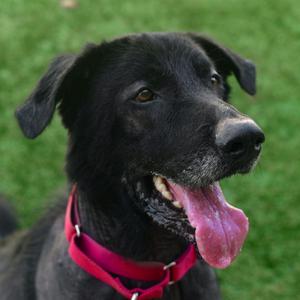 Loki, Retriever, Black Labrador, senior, available for adoption