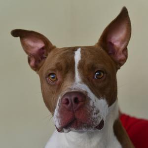 A brown and white dog with perked ears and a red collar