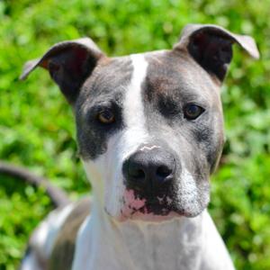 Velma, Terrier, Pit Bull, adult, available for adoption