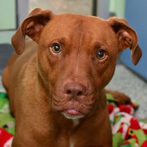 Marcel, Terrier, Pit Bull, adult, available for adoption