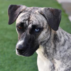 A close-up of a brindle dog with a black and white coat, standing on a green lawn. The dog has a black muzzle and expressive eyes.
