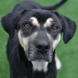 A close-up of a black and tan dog with soulful brown eyes looking directly at the camera.